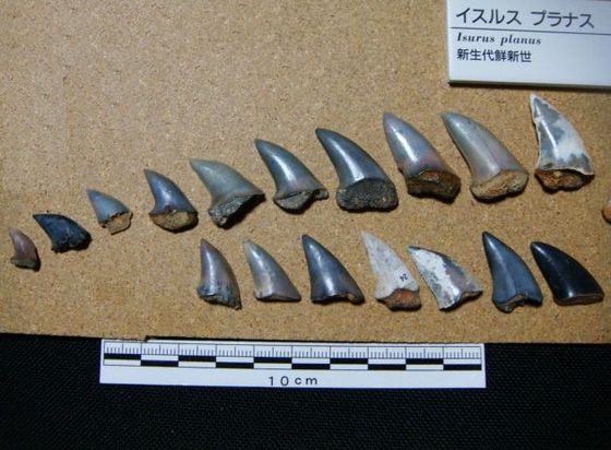 多賀層群 下手綱層の化石 ⑬_e0417493_04531464.jpeg