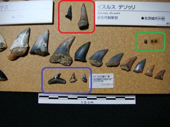 多賀層群 下手綱層の化石 ⑬_e0417493_04531536.jpeg