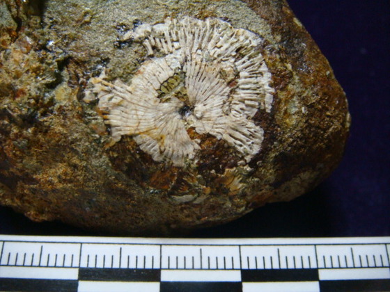 化石採取 千葉 2 へっぽこの素人アウトドア 化石 鉱物 釣り