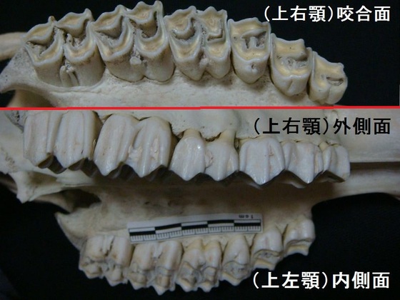 鹿の頭骨と顎の標本_e0417493_05030102.jpeg