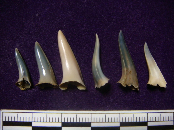 サメの歯　化石　３種　美麗標本３点セット Amazon.co.jp: 美ら海水族館 サメの歯化石 : おもちゃ