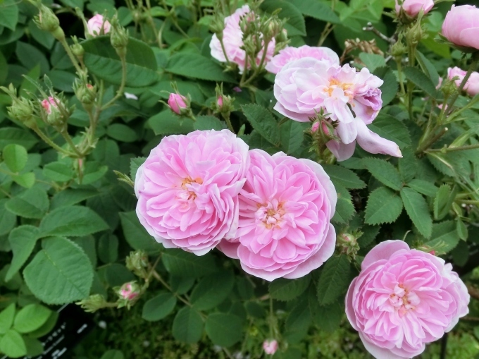 ケンティフォリア・ローズとモス・ローズ(1/2) : hebdo時季(とき)の花