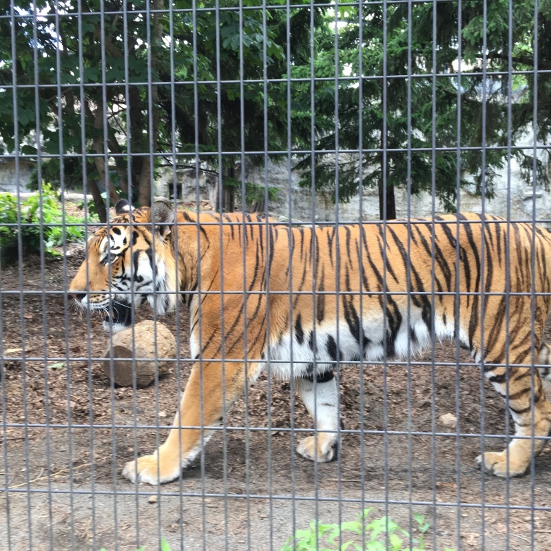 旭山動物園と富良野美瑛_d0107097_20001513.jpeg