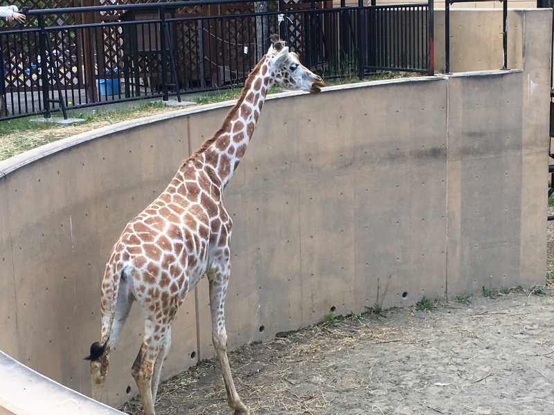 旭山動物園と富良野美瑛_d0107097_20010935.jpeg