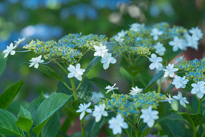 鎌倉・長谷寺の紫陽花①_b0145398_23221498.jpg