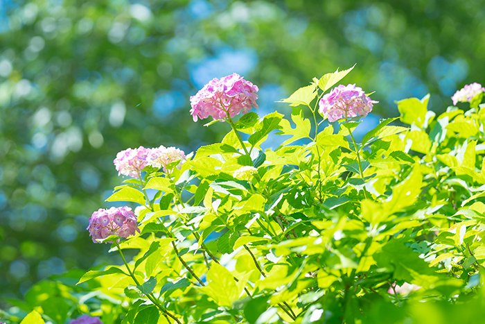 鎌倉・長谷寺の紫陽花①_b0145398_23280172.jpg