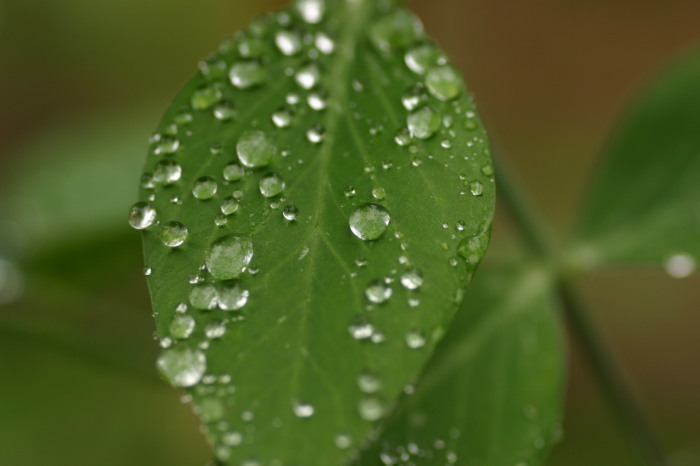 梅雨のある日_b0220099_17524570.jpg