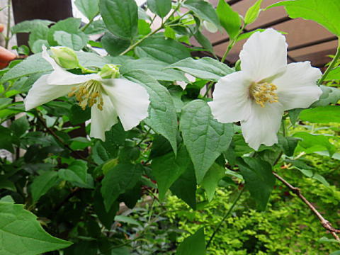 d0046702_16592079.jpg