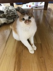 里親さま募集中のワンニャンたち_f0242002_13073569.jpg