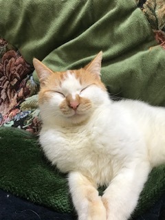 ニコちゃんの新しい家族探しスタート! ニコニコ通信 -vol.6-_f0242002_14485613.jpg