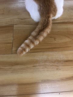 ニコちゃんの新しい家族探しスタート! ニコニコ通信 -vol.6-_f0242002_14485930.jpg