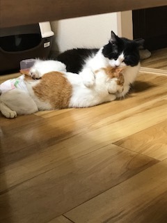 ニコちゃんの新しい家族探しスタート! ニコニコ通信 -vol.6-_f0242002_14490998.jpg