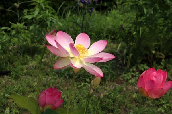 府立植物園　夏花いっぱい_e0048413_18130342.jpg