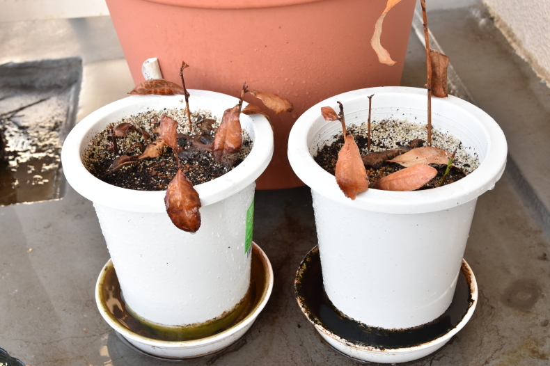 お茶の木 挿し木苗