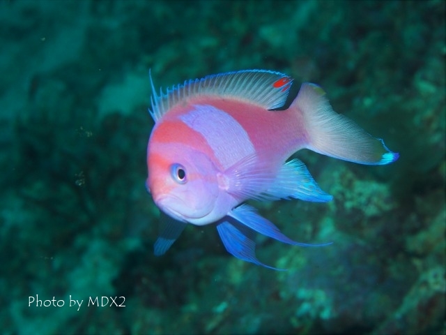 サロンパス_c0211615_16373272.jpg