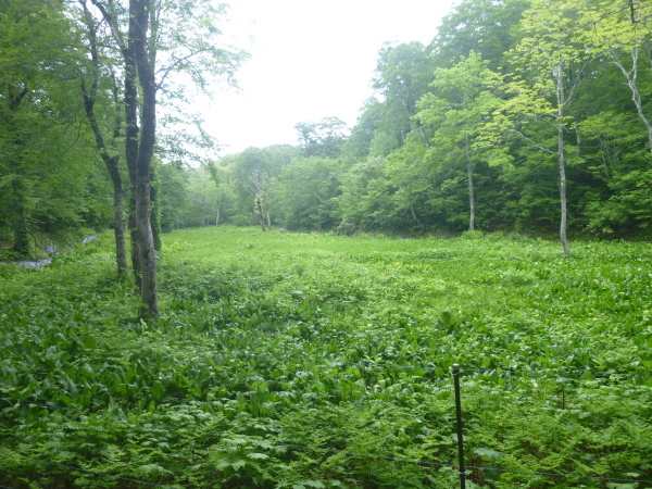 d0170615_19564969.jpg
