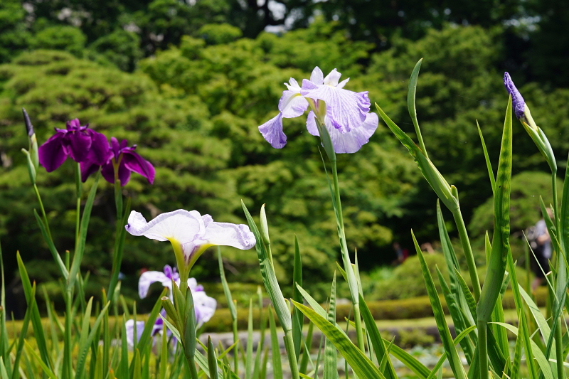 皇居東御苑 しょうぶ_a0105819_10554590.jpg