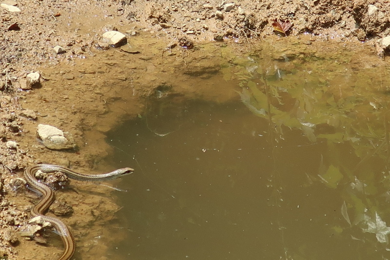 池のオタマジャクシが消えた 福島県南会津での山暮らしと制作