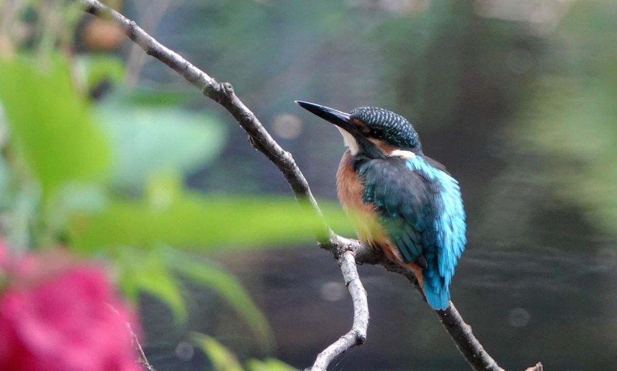 c0104227_20273411.jpg