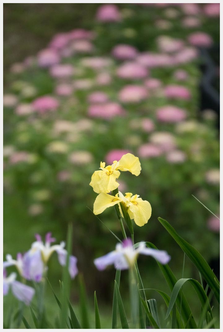 岡崎東公園の花菖蒲　その3_d0339929_18593937.jpg