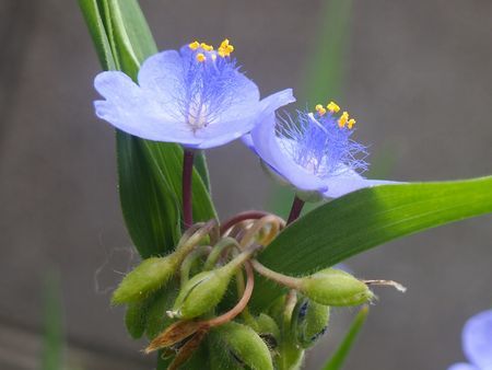 サニーレタスの花が咲きました zen おりおりの記 サニーレタスの花が咲きました zen おりおりの記