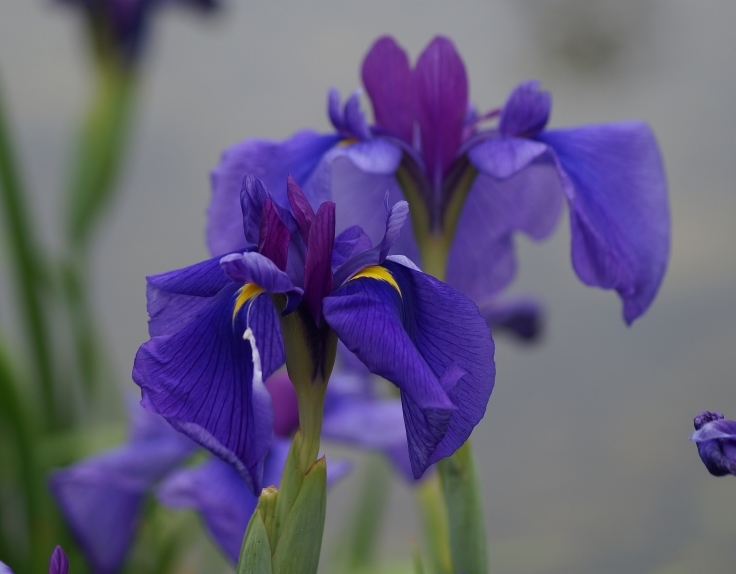 城北公園の花菖蒲_b0063958_23315230.jpg