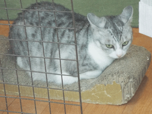 @@~久しぶりにキャタピー☆(青虫です^^;)_e0001558_19045503.gif
