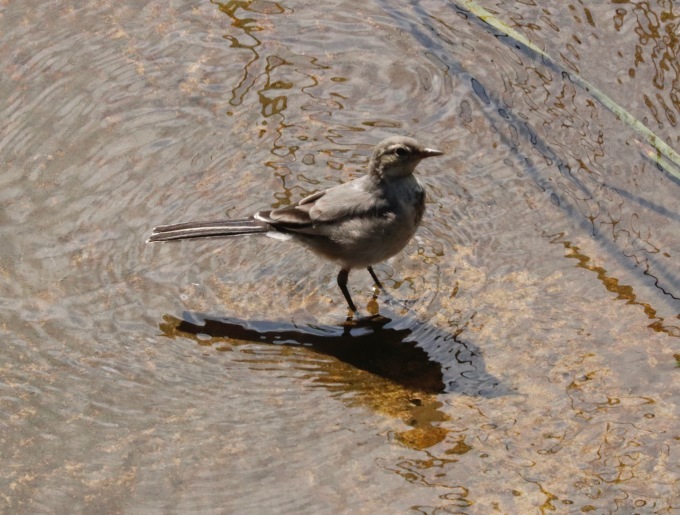 a0248459_14480066.jpg