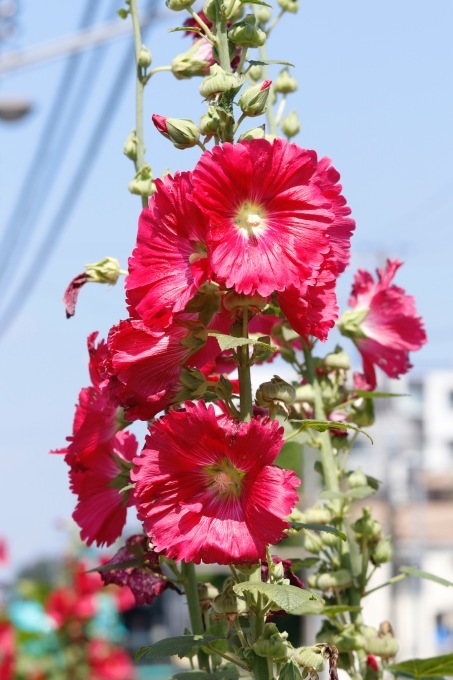 a0248459_14483680.jpg