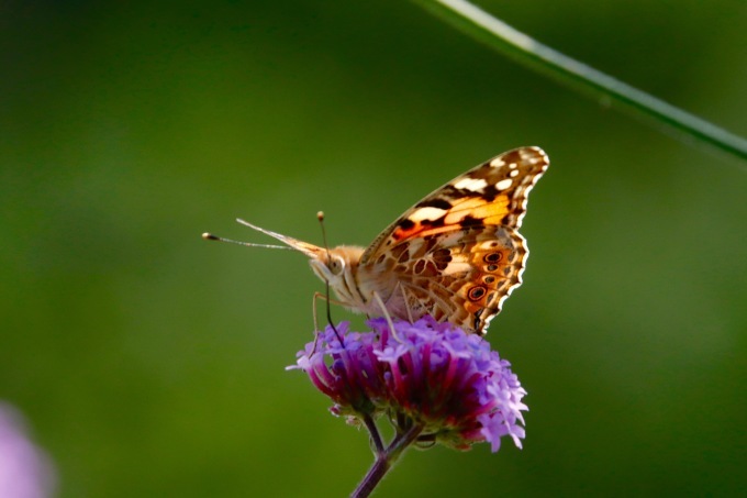 a0248459_14502898.jpg