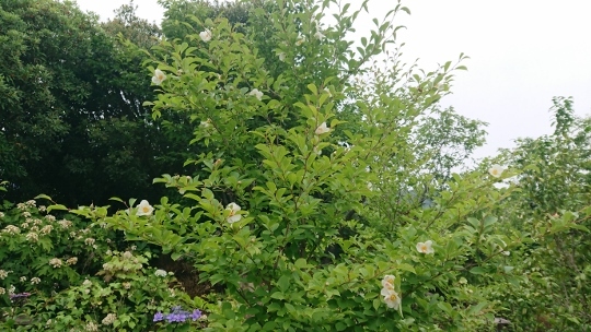 c0328559_14210627.jpg