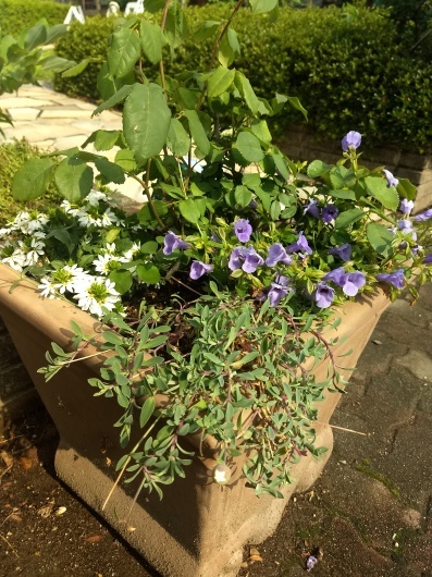 寄せ植えの植え替えとバラの花がら摘み Rose Farm 寄せ植えの植え替えとバラの花がら摘み Rose Farm
