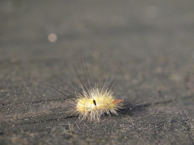 レモン色の毛虫 八ヶ岳 革 ときどき くるみ