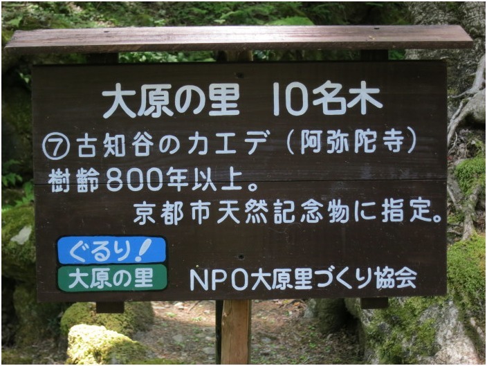 < 古知谷 阿弥陀寺 ② >_c0036080_13470785.jpg