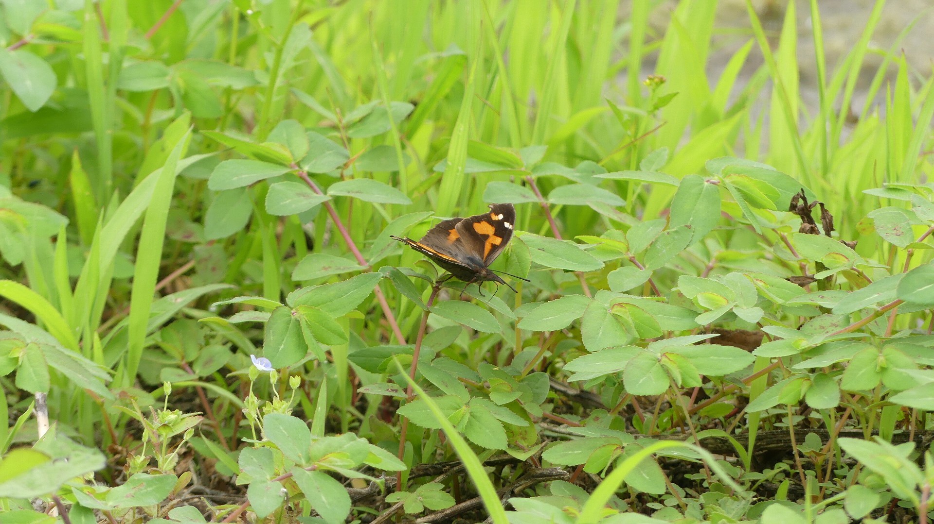 天狗の鼻は高いのか！？_a0185081_19524224.jpg