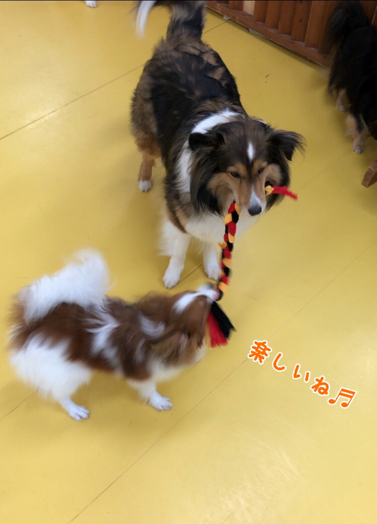 ドッグラン楽しんでます♬︎♡_f0357682_23042245.jpg