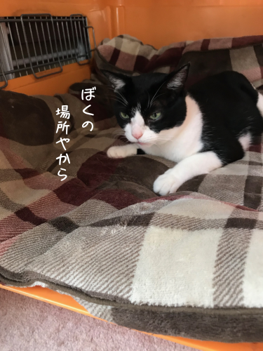 a0216583_23403077.png