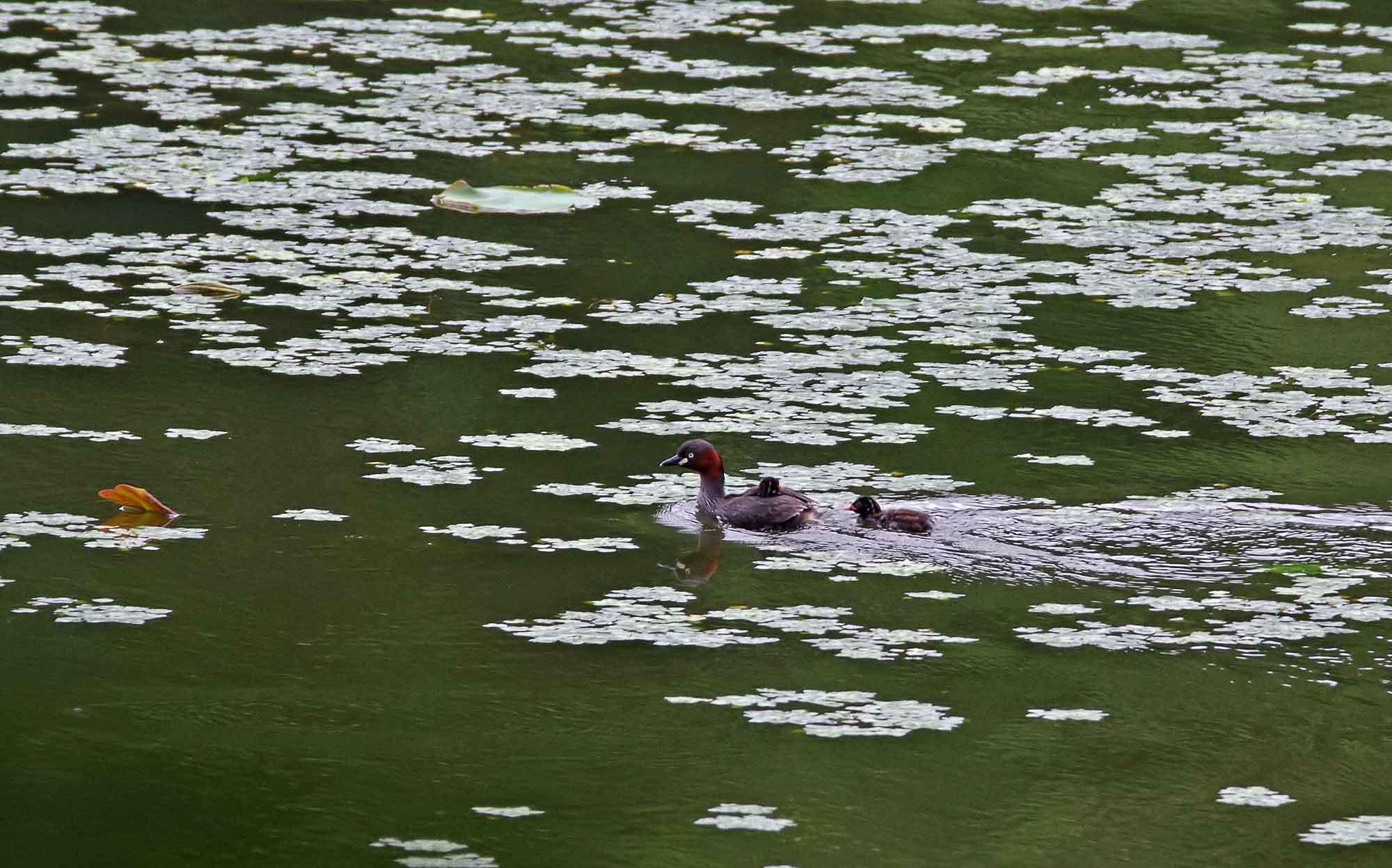 2016年　　6月　　野鳥_c0176183_13165769.jpg