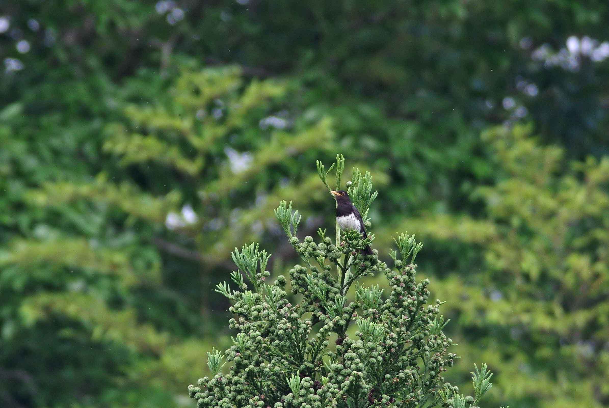 2016年　　6月　　野鳥_c0176183_13281560.jpg