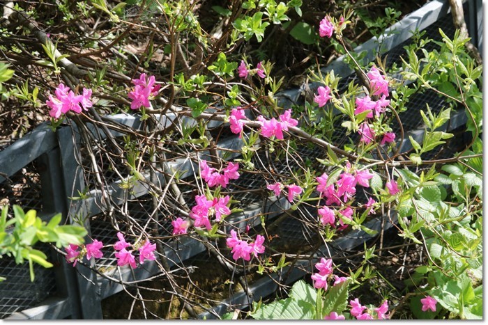 ニセコの山道にて（’１９・６・１４）_f0146493_21230795.jpg