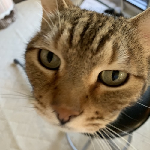 ジャンパースカート 2_e0358096_19362004.jpeg