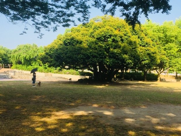 往年の名車、オースチンA☆_b0140797_19201928.jpeg