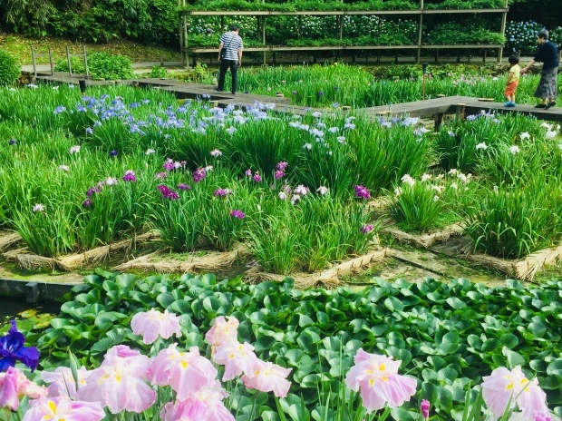 卯辰山の菖蒲園は今が見頃です。_b0140797_22225535.jpeg