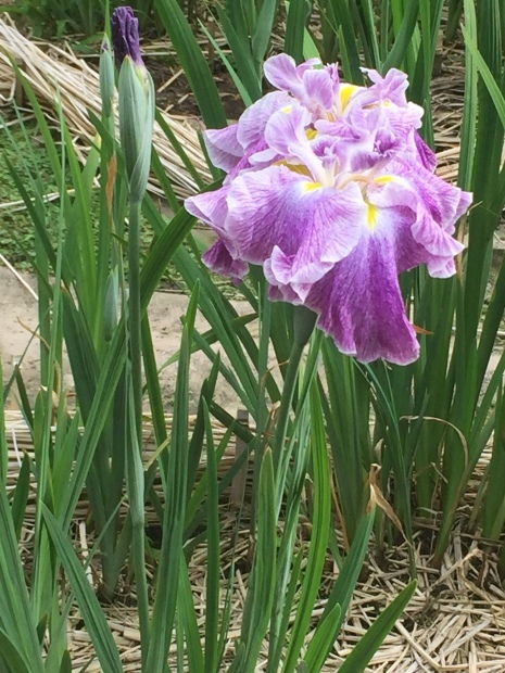卯辰山の菖蒲園は今が見頃です。_b0140797_22262977.jpeg