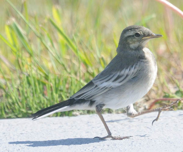 ハクセキレイ幼鳥 認定npo法人サロベツ エコ ネットワーク ハクセキレイ幼鳥 認定npo法人サロベツ エコ ネットワーク