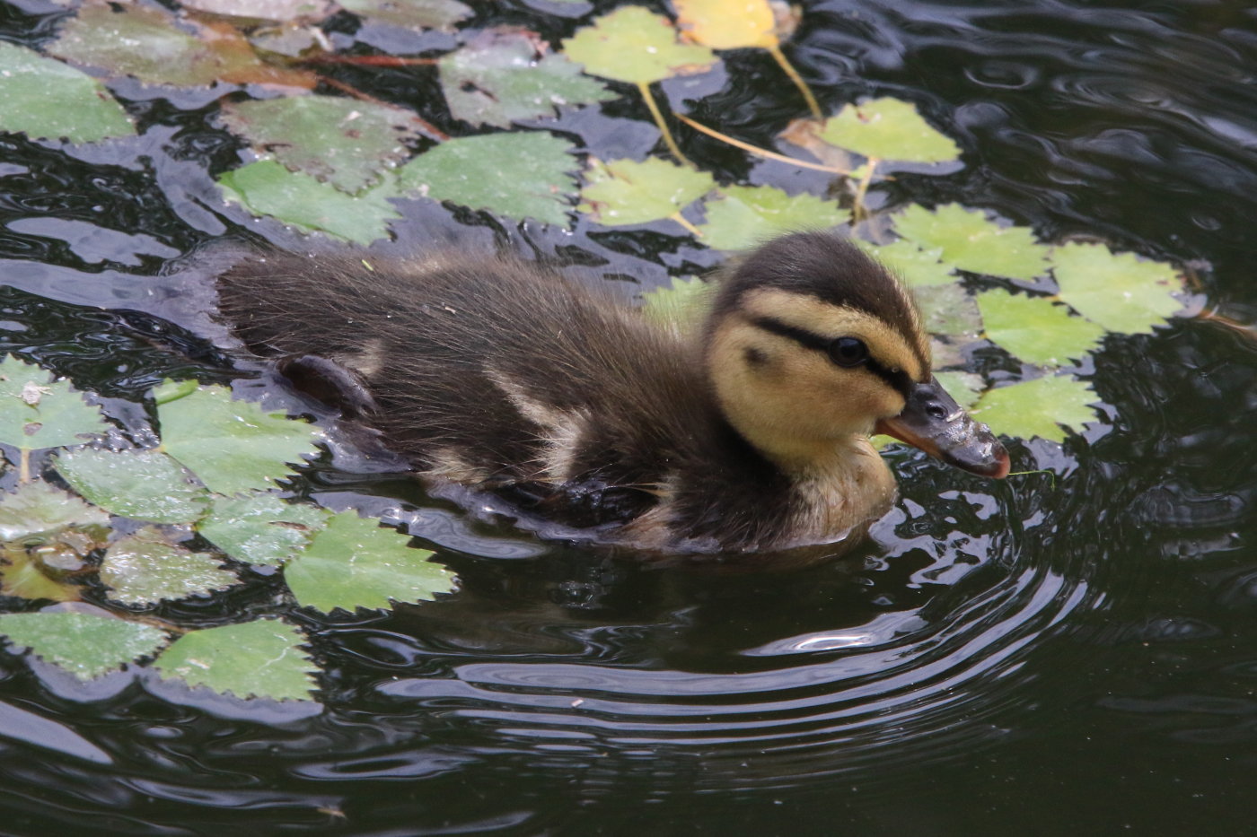マガモのチビちゃん ほか_c0360399_21080022.jpg