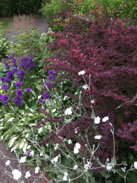 木を植えることは未来を植えること 暮らしのエッセンス 北鎌倉の山の家から