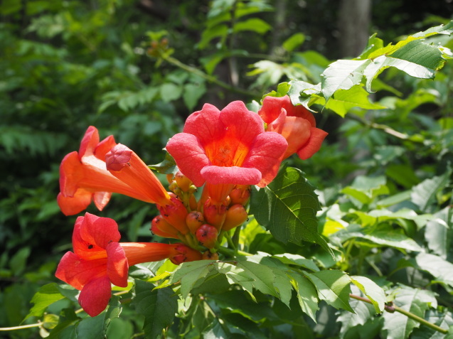 c0366802_12284770.jpg