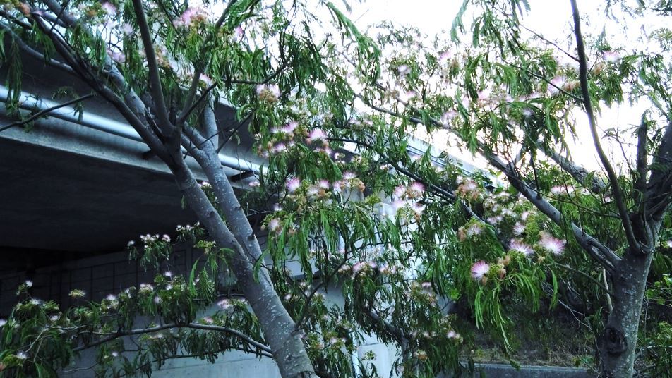 合歓木(ねむの木)の花…2019/6/20_f0231709_09431054.jpg