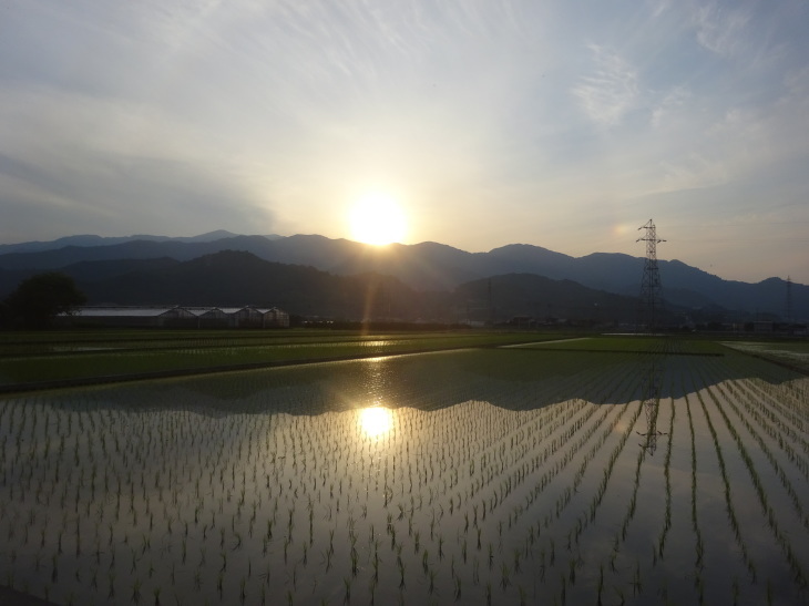 合歓木(ねむの木)の花…2019/6/20_f0231709_09501738.jpg